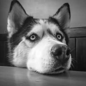 Carnibest Hond
