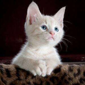 Carnibest Kat