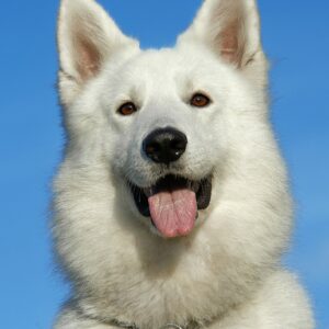 Kilogram Hond (1000 gram)